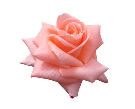 Beautiful pink, isolated, Lady Di grandiflora hybrid rose blossom.