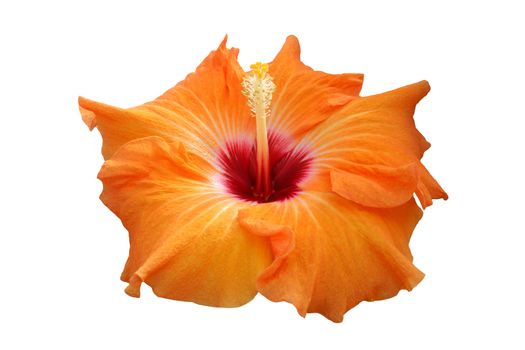 Tropical hibiscus hybrid:  Isabella.  Giant blooms of orange with a blood red throat.  Isolated.