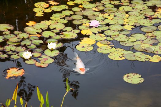 A large koi swimming just below the surface of a lily pad covered fish pond.