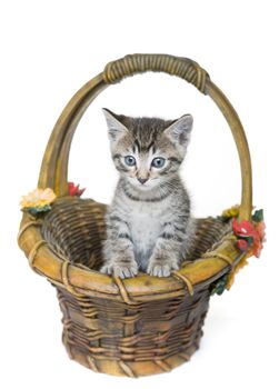 Tabby kitten in a stone garden basket.  Focus on kitten.