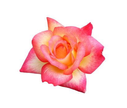 Floribunda hybrid rose:  Rainbow Sorbet.  Hybridized by Ping Lim 1996.  Isolated.