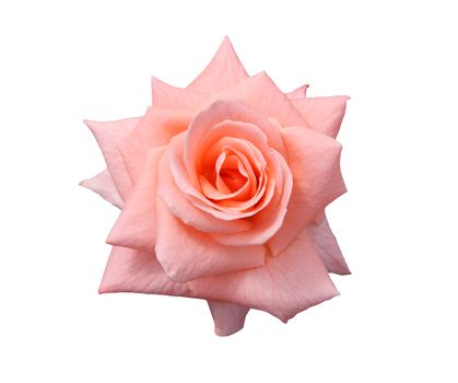 Beautiful pink, Lady Di grandiflora hybrid rose blossom. Isolated on white.
