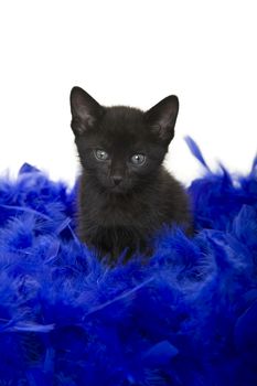 Fuzzy black kitten sitting in a blue boa.  5 weeks old.