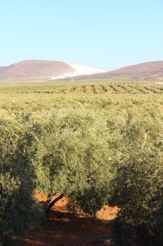 Beautiful landscape with olive tree plantation under blue sky
