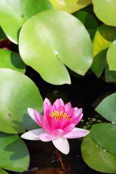 Pink blooming Lotus in water close up view