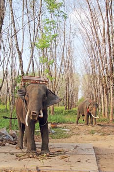 Elephants working on rubber tree plantation in Thailand