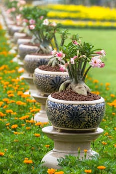 Desert rose or Ping Bignonia in pots ceramic