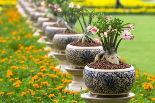 Desert rose or Ping Bignonia in pots ceramic