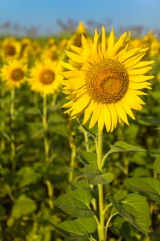 Portrait beautiful yellow sunflower field in Thailand