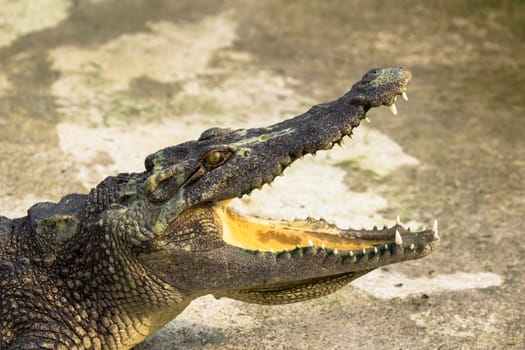 Crocodile with open mouth lying in farm, Thailand