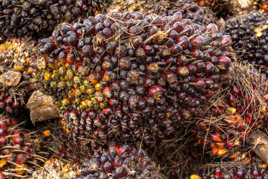 Oil palm fruits before processing in Thailand