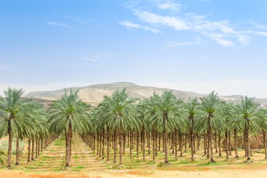 Date palm orchard plantation with high trees rows: oasis in Middle East desert against mountains and clear blue sky