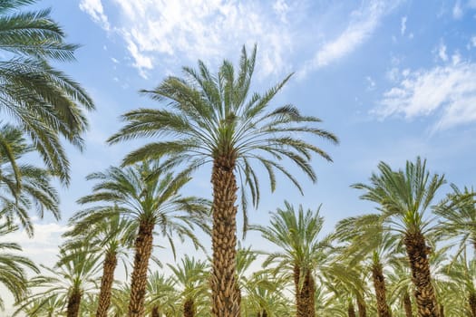 High figs date palm trees in Middle East orchard oasis middle of desert and lush leafage against blue sky