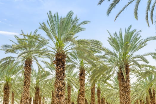 Lush foliage of figs date palm trees on cultivated oasis in Jordan valley desert against blue sky