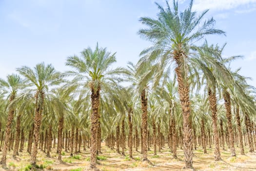 Date figs palms orchard in Middle East desert Israel Galilee Jordan valley