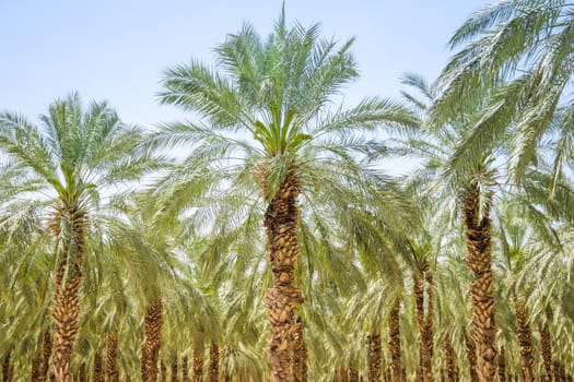 Date figs palm forest or plantation orchard in Israel Galilee Jordan valley with lush fronds