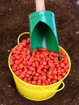 colored corn sowing seed in yellow bowl 