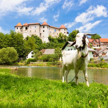 Domestic goat in front of Zuzemberk castle, tourist destination in Slovenia. Zuzemberk is also a town in the Dinaric Alps of Slovenia located south east of the Slovenian capital of Ljubljana.