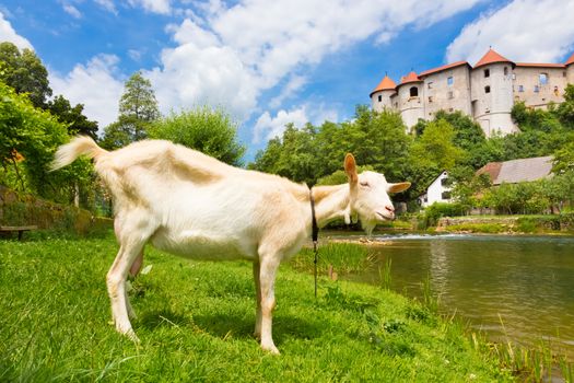 Domestic goat in front of Zuzemberk castle, tourist destination in Slovenia. Zuzemberk is also a town in the Dinaric Alps of Slovenia located south east of the Slovenian capital of Ljubljana.