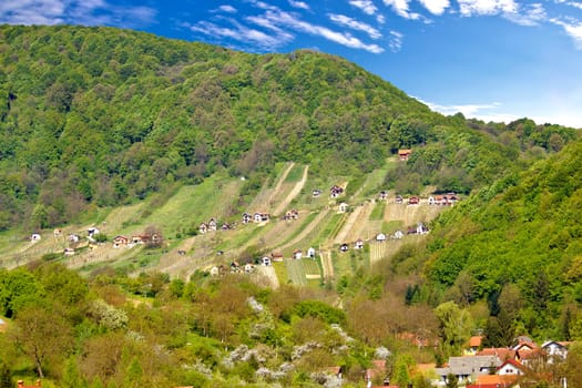 Pictoresque vineyard hill in Zagorje, green region of Croatia