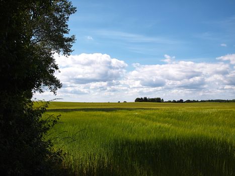 Green wheat field perfect agriculture food production nature image  
