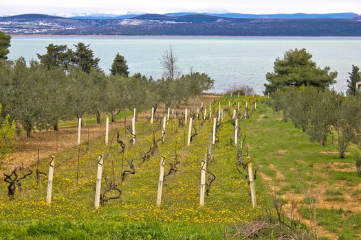 Vineyard and olive trees groove by the lake Vrana in Croatia