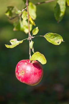 Single red apple on tree, vertical view