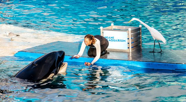 MIAMI,US - JANUARY 24,2014: Lolita,the killer whale at the Miami Seaquarium.Founded in 1955,the oldest oceanarium in the United States,the facility receives over 500,000 visitors annually 