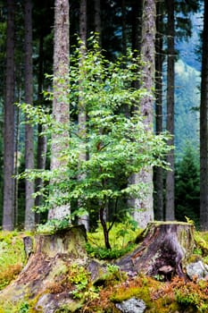 Small tree in the park in Austria