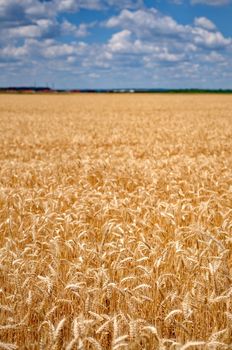 Wheat field with cloudy blue sky