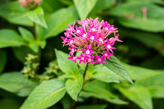 small pink flower in Doi Tung garden,Chiangrai,Thailand