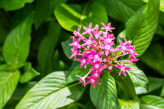 small pink flower in Doi Tung garden,Chiangrai,Thailand