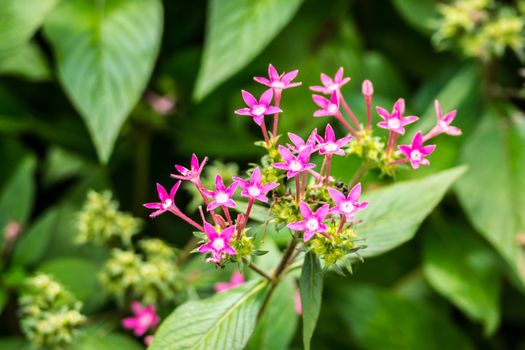 small pink flower in Doi Tung garden,Chiangrai,Thailand