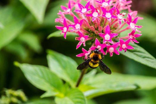 small pink flower in Doi Tung garden,Chiangrai,Thailand