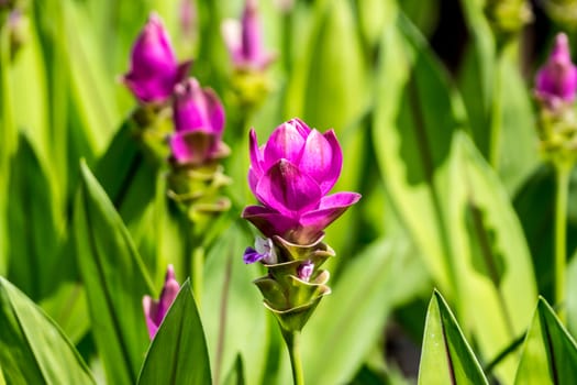 siam tulip or Patumma in tropical garden,Chiangrai,Thailand