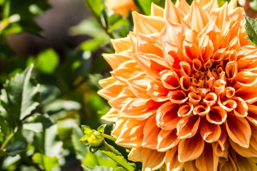 orange dahlia flower in tropical garden,Chiangrai,Thailand