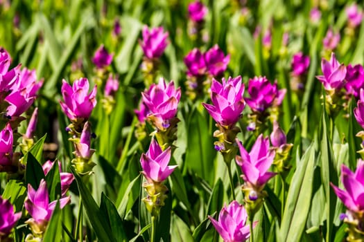 siam tulip or Patumma in tropical garden,Chiangrai,Thailand