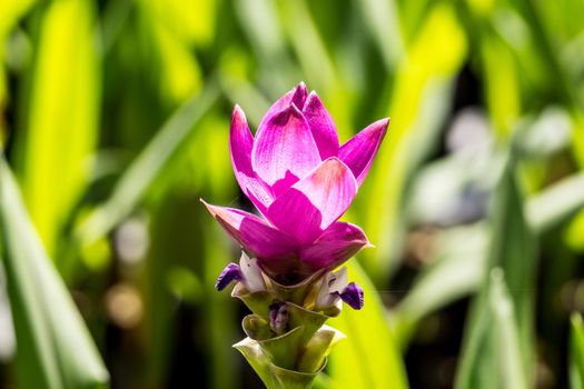 siam tulip or Patumma in tropical garden,Chiangrai,Thailand