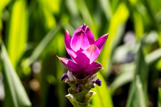 siam tulip or Patumma in tropical garden,Chiangrai,Thailand