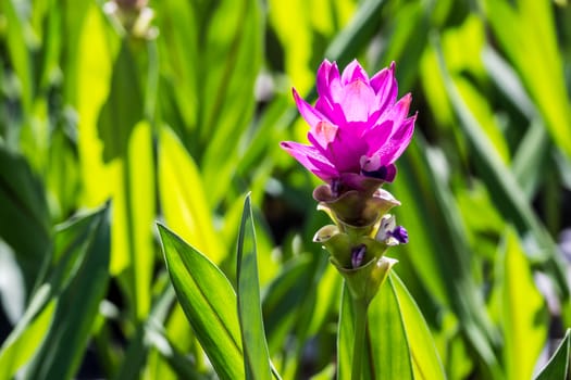 siam tulip or Patumma in tropical garden,Chiangrai,Thailand