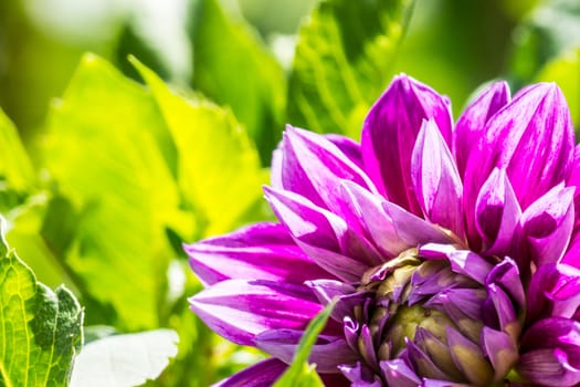 pink dahlia flower in tropical garden,Chiangrai,Thailand