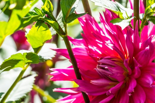 pink dahlia flower in tropical garden,Chiangrai,Thailand