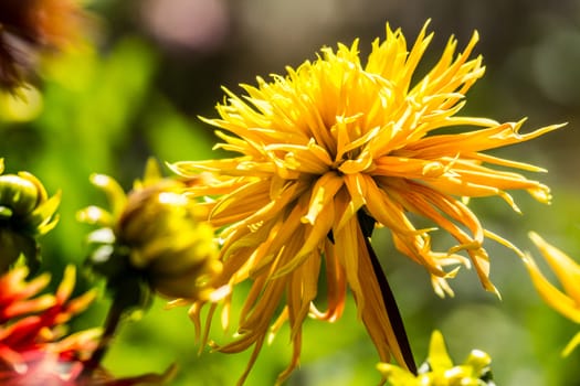 yellow dahlia flower in tropical garden,Chiangrai,Thailand