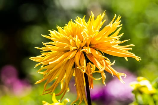 yellow dahlia flower in tropical garden,Chiangrai,Thailand