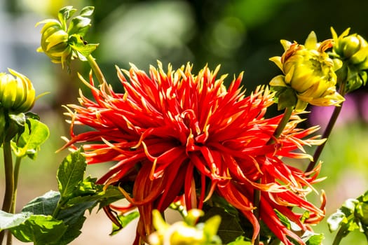 red dahlia flower in tropical garden,Chiangrai,Thailand