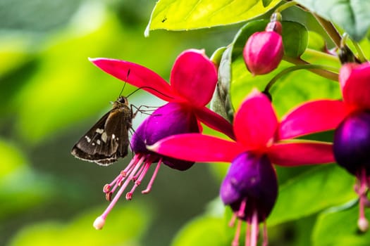 red fuchsia flower and butterfly ,shallow focus