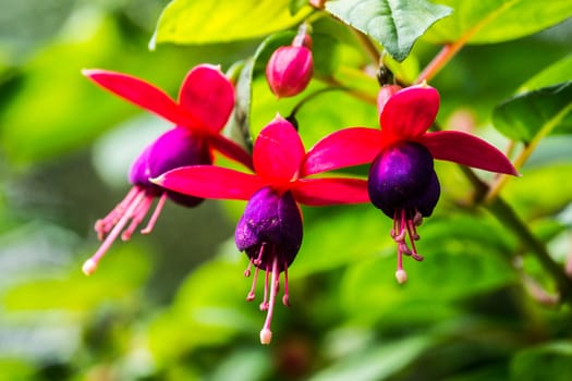 red fuchsia flower at tropical garden,Chiangrai,Thailand,shallow focus