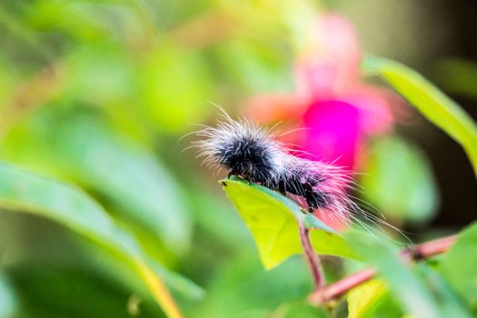 one of hairy caterpillar in tropical rain forest,Chiangrai,Thailand