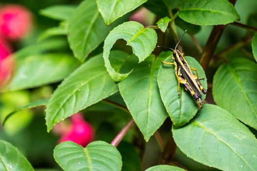 one adult grasshopper on fuchsia leaves,shallow focus