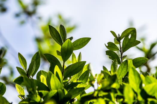 tree branch and leaves in nature scene,shallow focus